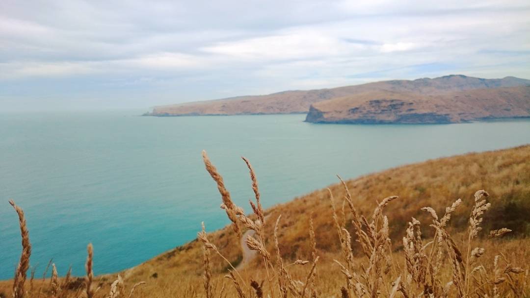 Godley Head day walk with Adventure by Nature